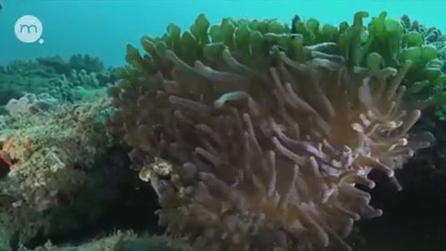 Берег чудес. смотреть онлайн