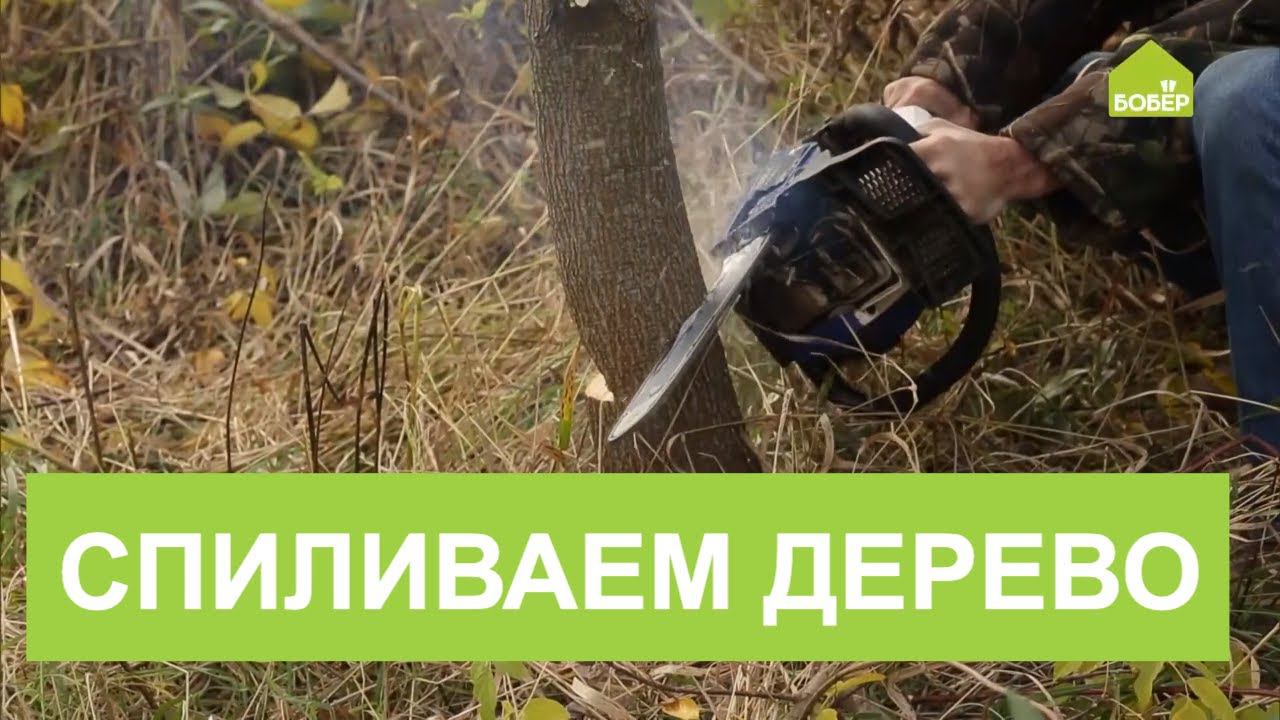 Как правильно спилить дерево. Как спилить дерево БЕНЗОПИЛОЙ! смотреть онлайн
