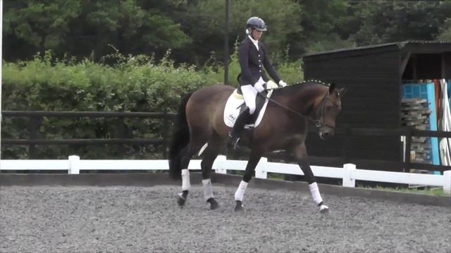 Horse For Sale: Oldencraig Renkum Dave Ja Vue смотреть онлайн