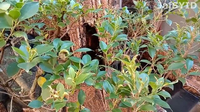 Inspirasi Membuat Kolam Hias di Depan Rumah atau Belakang Rumah смотреть онлайн