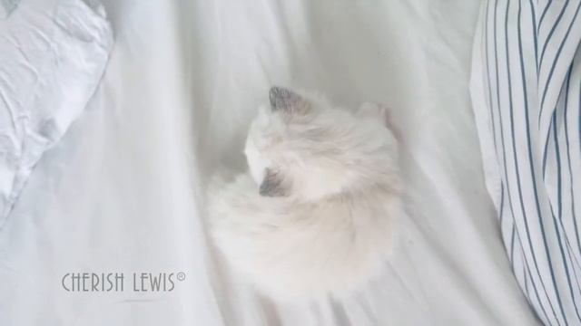 Jojo| Blue Bi Colour Super Cute Ragdoll Kitten Available| CHERISH LEWIS UK смотреть онлайн
