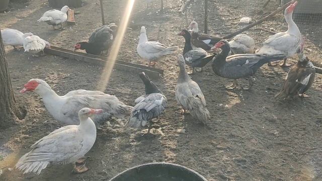 Мускусные утки и куры на моём хозяйстве смотреть онлайн