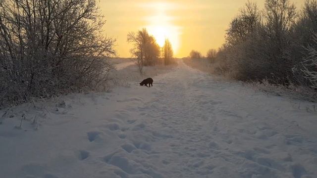 прогулки с Кане Корсо в морозное утро. смотреть онлайн