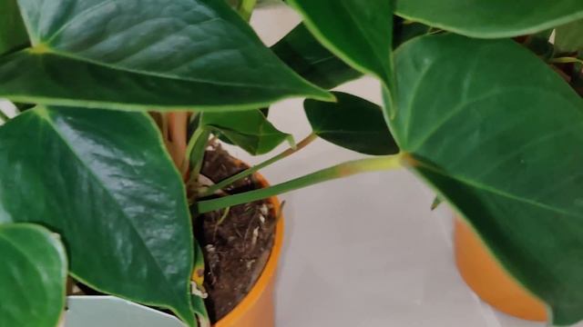 ✅В наличии. Антуриум Стило / Anthurium Stilo диаметр горшка 9 см, высота растения около 30 см. смотреть онлайн