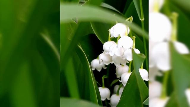 Просто красиво2 Для настроения Just beautiful 2 For the mood смотреть онлайн