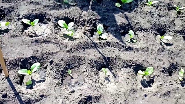 Высадка табака. вредитель зелёный кузнечик смотреть онлайн