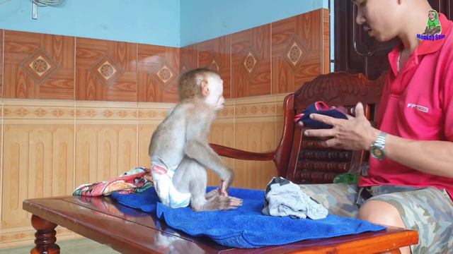 Monkey Baby Happy Bathing With Super Cute  Monkey Sam And Asher