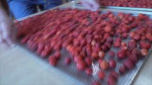 Как сушить ягоды в инфракрасном дегидраторе.  Сушка клубники и малины. Сушилка для овощей и фруктов