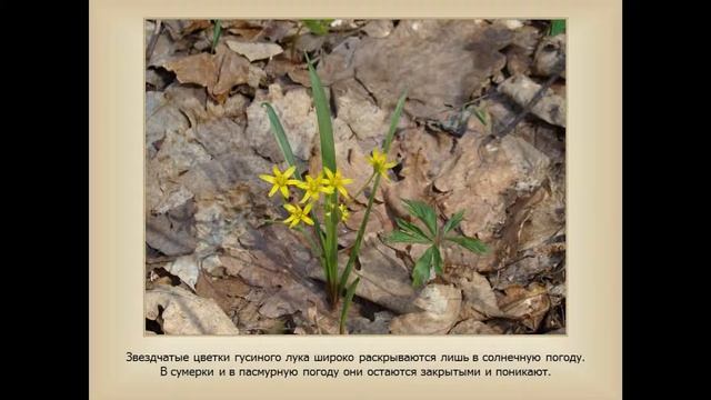 Первоцветы Керженского заповедника смотреть онлайн