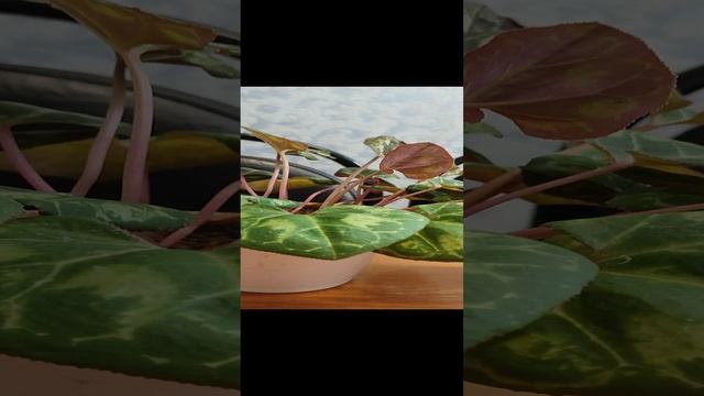 Успокаиваем нервы! И дома, и на работе! смотреть онлайн