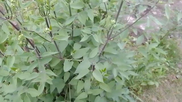 Что у меня цветет в саду и огороде? #20мая #2023#огород #сад #garden #gardening #цветы #ирисы #пион смотреть онлайн