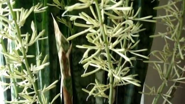 У меня расцвела Сансевиерия Сансевьера Sansevieria Щучий хвост.