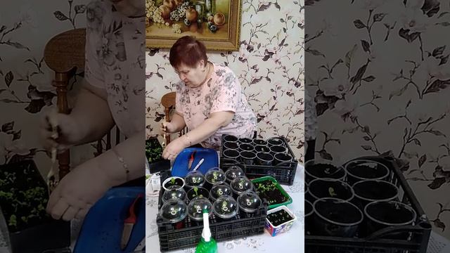 Всходы петунии готовы к пикировке смотреть онлайн