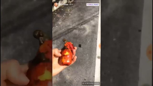 Как растёт кешью смотреть онлайн