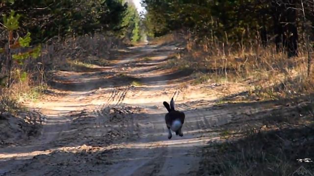 Wild hare from a drone. Chasing a hare in a field on a quadrocopter. Hare in winter and summer смотреть онлайн