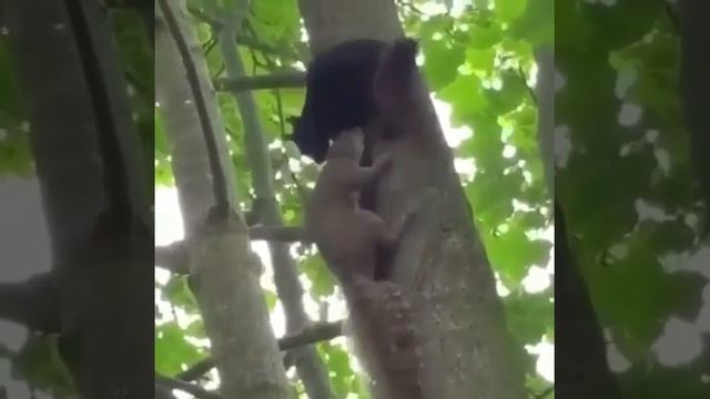 Белки спариваются смотреть онлайн