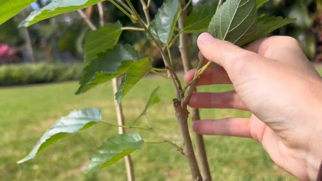 45 days to 4x your Mulberry Tree Harvest! смотреть онлайн