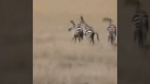 Animal making Love?.Animal Mating Compilation.