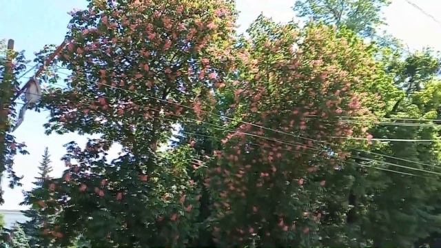 Червоні каштани в Житомирі. Цвітіння каштанів. Відео. смотреть онлайн