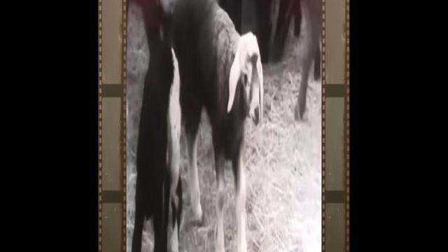 БСХИ-БГСХА смотреть онлайн