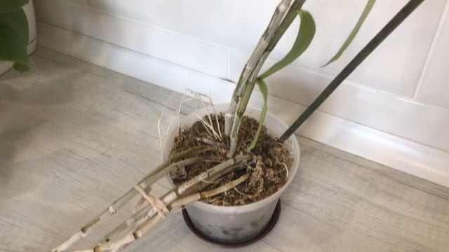 Весенние ожидания-цветоносы на орхидеях смотреть онлайн