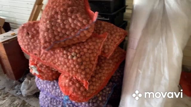 Продажа грецкого ореха смотреть онлайн