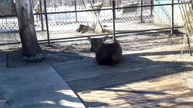 #VLOG /Прогулка по Барнаульскому зоопарку?? смотреть онлайн