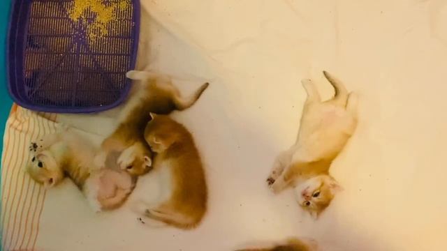 ? ЗОЛОТЫЕ КОТЯТА?БРИТАНСКАЯ КОРОТКОШЕРСТНАЯ?GOLDEN KITTENS? смотреть онлайн