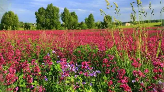 ЛУГА РОССИИ