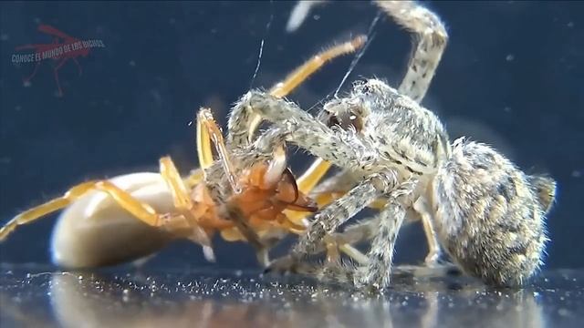 ARAÑA DYSDERA CROCATA (TORO) VS ARAÑA ZOROPSIS (FALSA ARAÑA LOBO) DOBLE ENFRENTAMIENTO смотреть онлайн