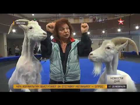 'Звезда': В цирке на Вернадского рассказали, зачем отправляют лошадей в солярий смотреть онлайн