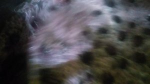 Квашеный виноград