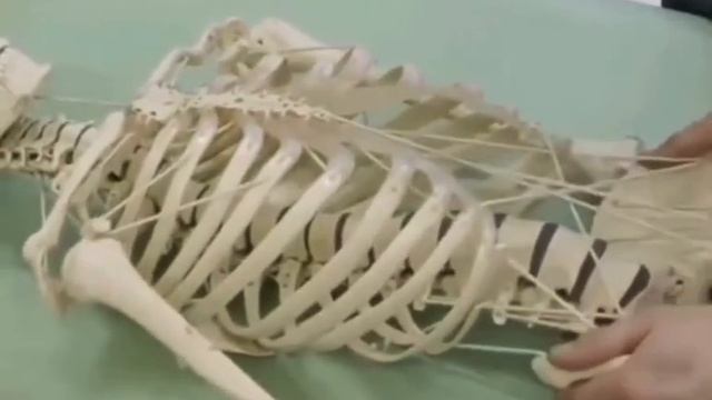 Удивительный мир фасции!