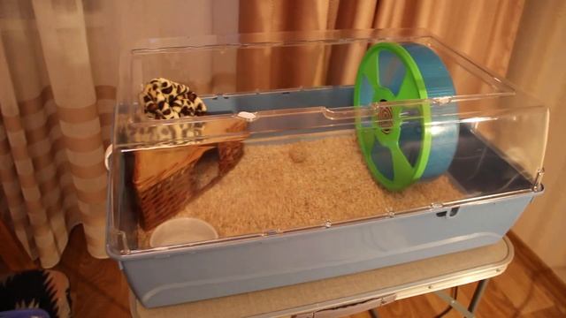 Африканский карликовый ежик - Содержание и уход. смотреть онлайн