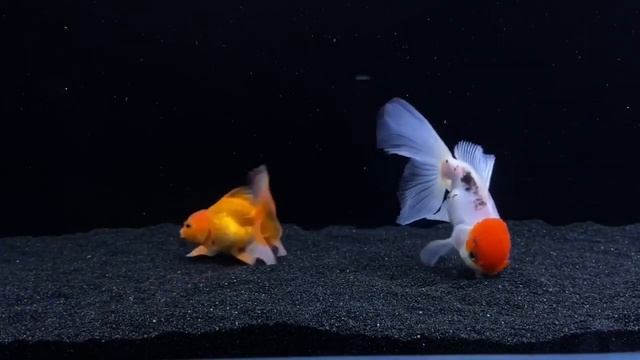 3 Goldfish Beginners Should AVOID! смотреть онлайн