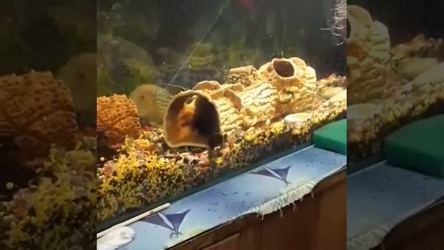 Бешеный Бирюзовый Акар смотреть онлайн