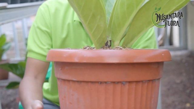 ANTHURIUM Jenmanii / Bonplandii #tanamanhias #anthuriumjemanii