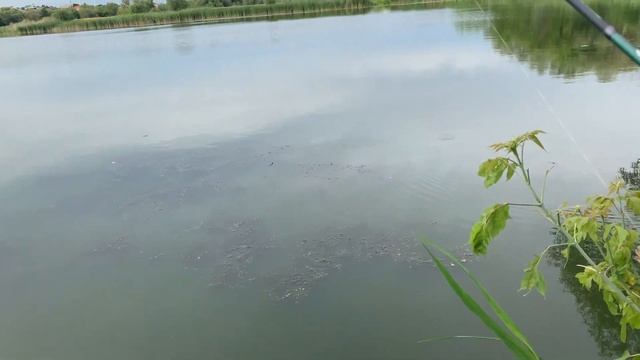 #29 #мормышинг | За жирной плотвой | Карась на мормышку | Кайфовые места | Чистый берег | смотреть онлайн