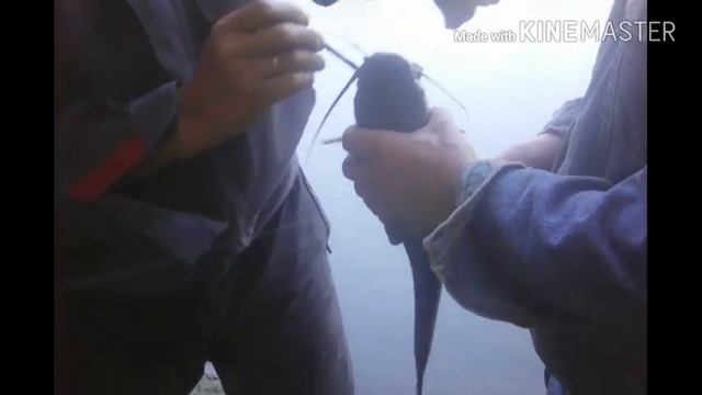 Утренняя и вечерняя рыбалка на реке КУБАНЬ! смотреть онлайн