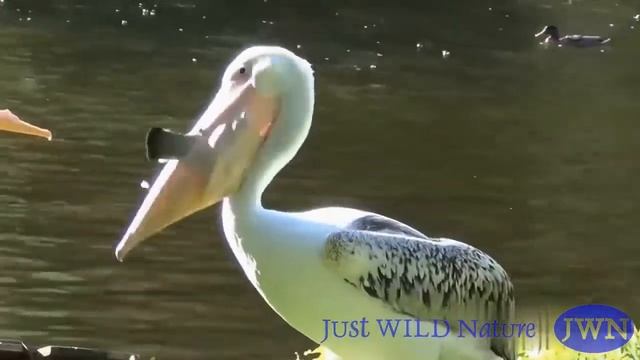 Пеликан глотает голубей. Невозможно отговорить голодного пеликана съесть голубя, потерявшего страх смотреть онлайн