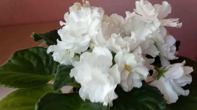 Фиалки. Рассказываю особенности каждого сорта. смотреть онлайн