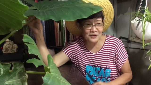 HOW ALOCASIA AND I HAVE EMOTIONAL LINK /MY NOSTALGIC JOURNEY #mystressreliever #evemanio смотреть онлайн