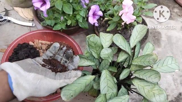Best potting mix for calatheas/ कैलाथियास के लिए गोल्ड स्टैंडर्ड पोटिंग मिक्स смотреть онлайн