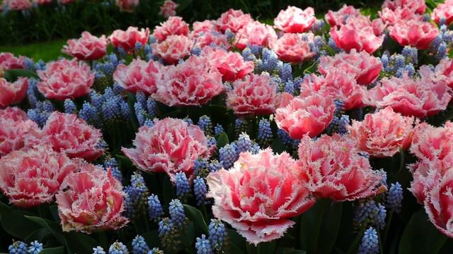 15 TULIP Combinations + DESIGN IDEAS From The KEUKENHOF 2022 Displays 🌷🏅