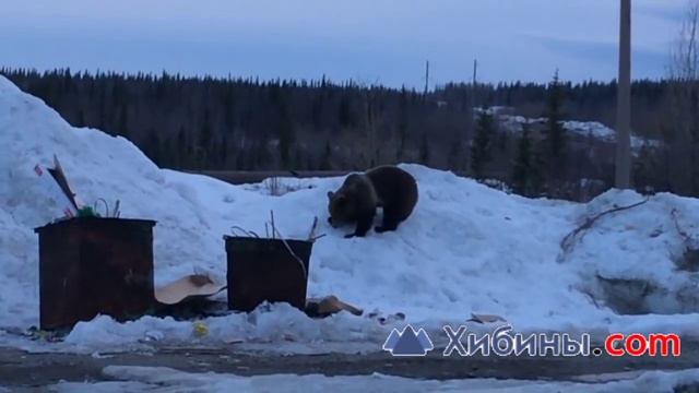 Медведь в Кировске на АНОФ-3 смотреть онлайн