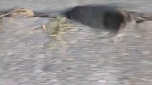 крот бежит смотреть онлайн
