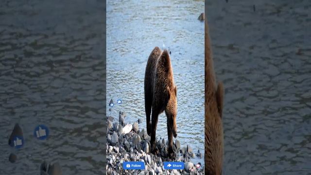 Jaws of the Wild.. The Bear's Incredible Fishing Techniques смотреть онлайн