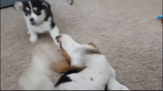Corgi and Basset Hound Puppies Playing смотреть онлайн