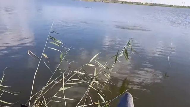 Поимка Трофейного Карпа!Жара Июль смотреть онлайн