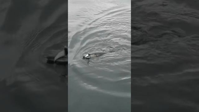 #riverdance и Андрей Юрьевич в деле ? #volgabaitsteam смотреть онлайн